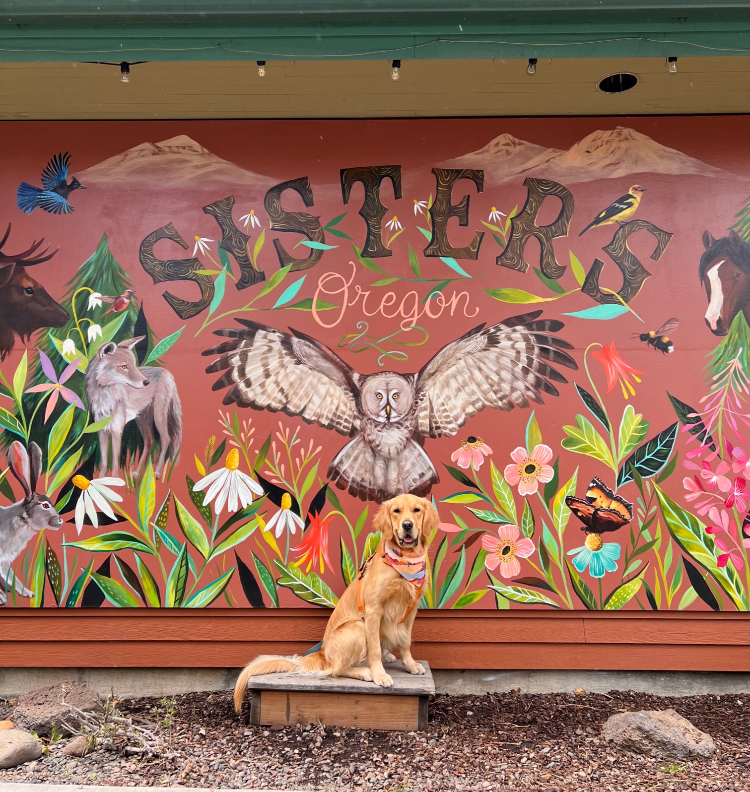 Things to Do with Your Pup Near the FivePine Lodge in Sisters, OR