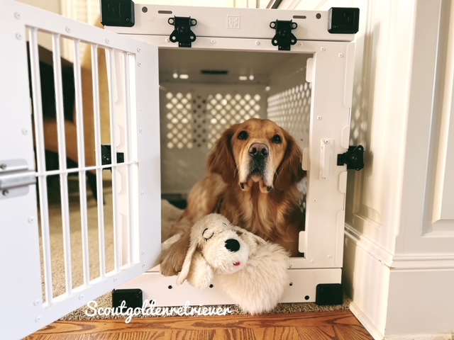 My 5 Favorite Tips for Crate Training