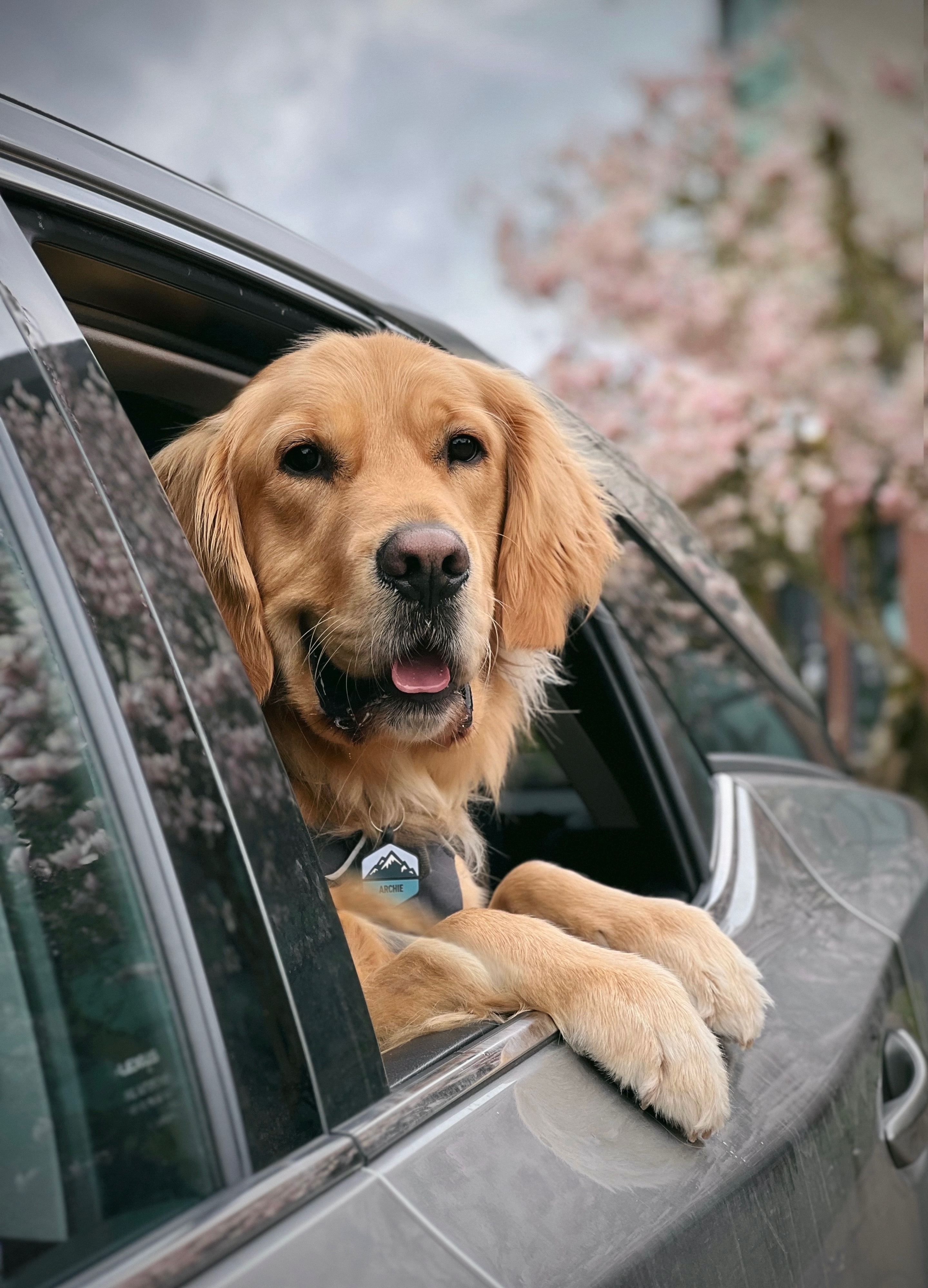 How to Ease Your Dog into Their First Road Trip