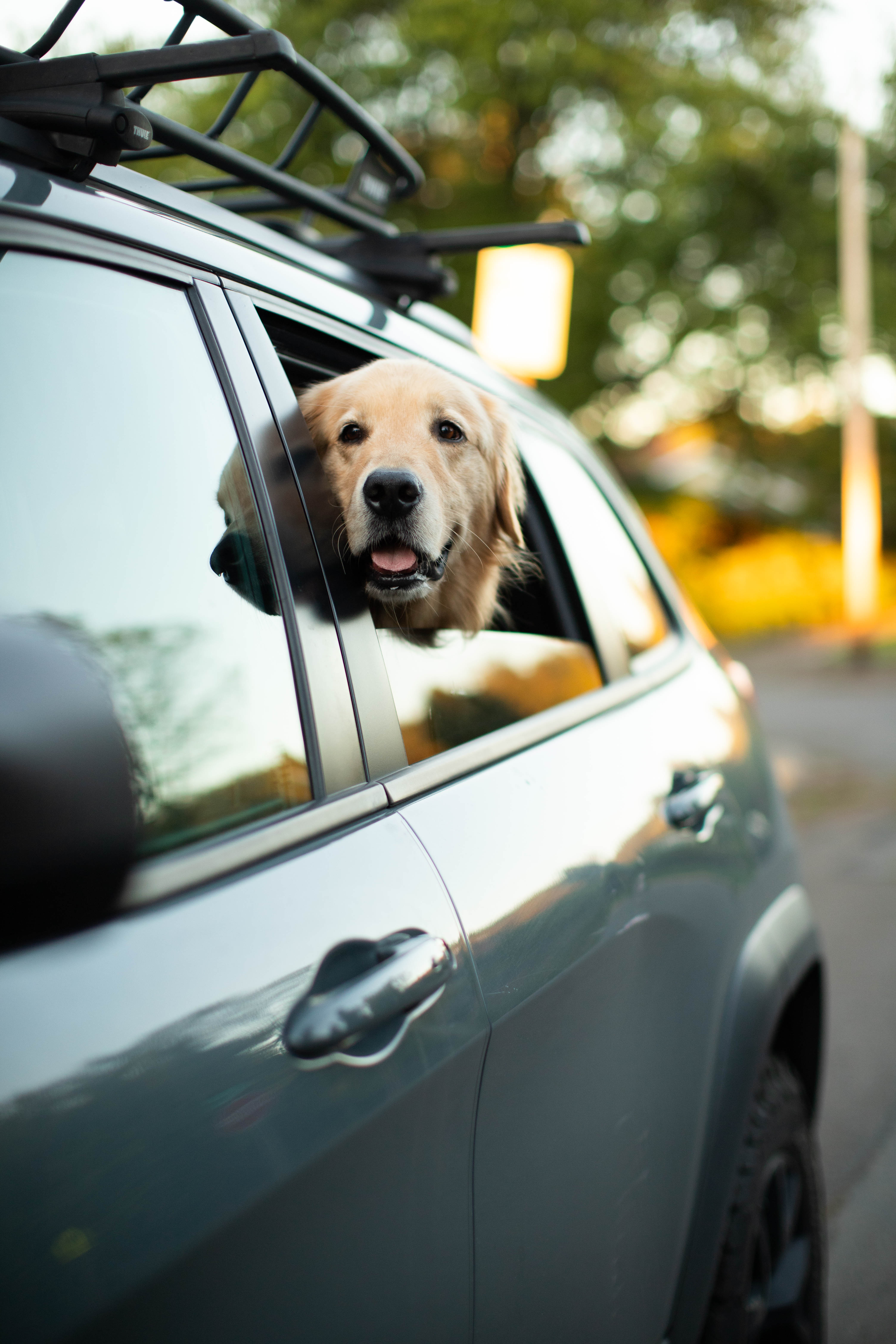 How to Ease Your Dog into Their First Road Trip