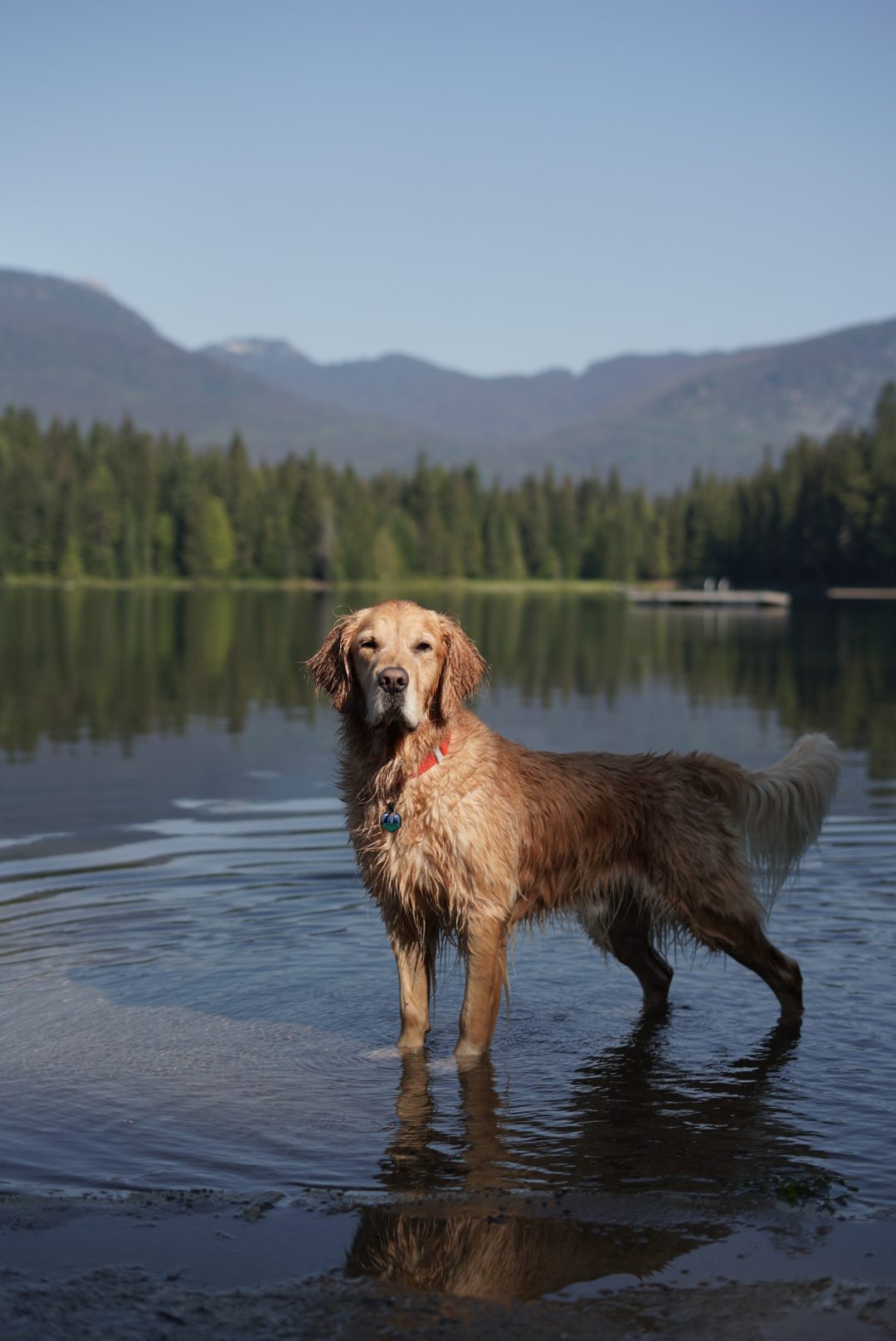 A Dog-Friendly Road Trip to Whistler, BC: Where We Stayed, Ate & Explored